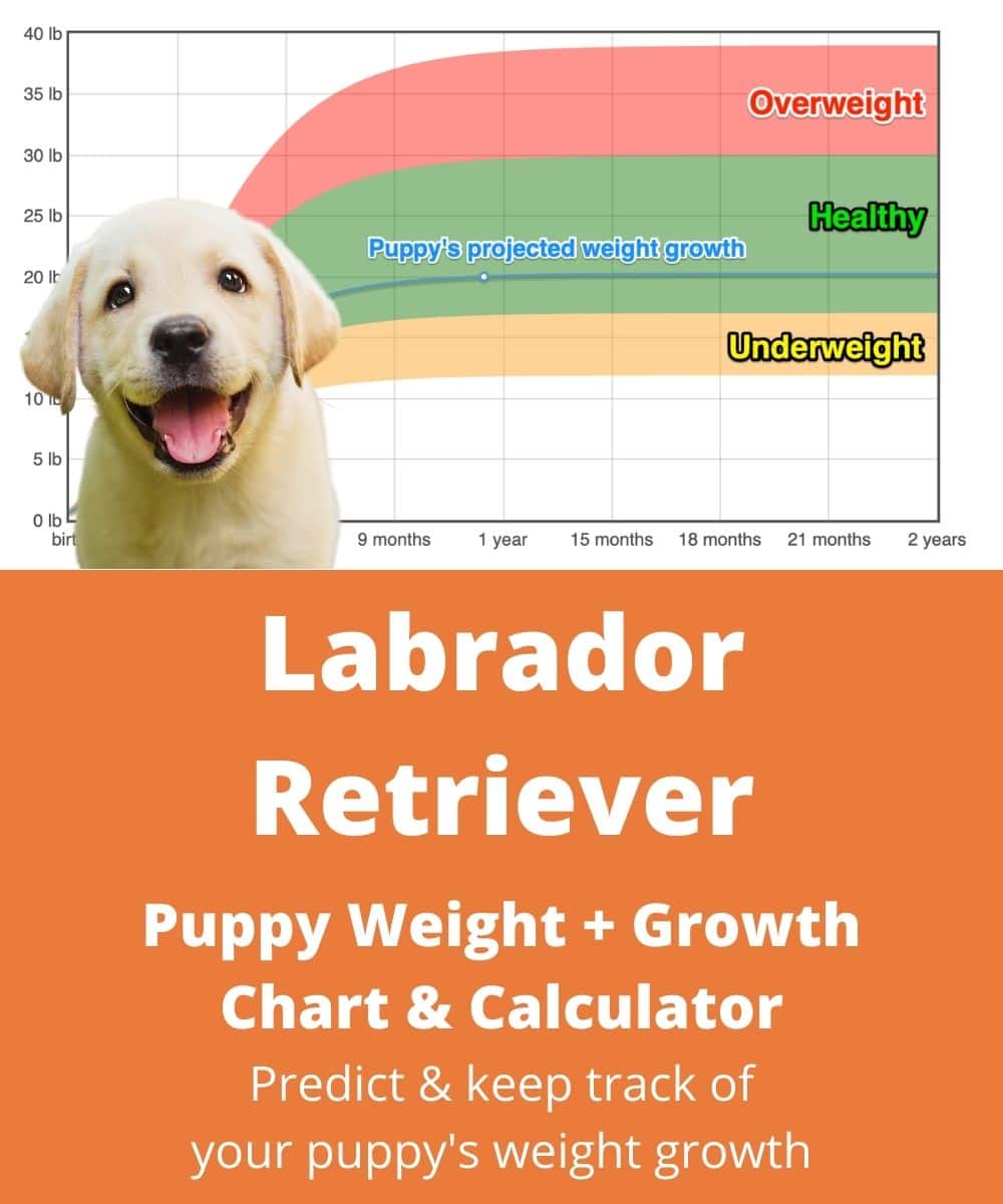 Labrador Retriever Weight+Growth Chart 2022 - How Heavy Will My
